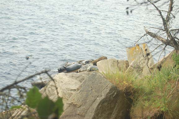 Grand Stage de Taïjiquan (Tai Chi) Grand Stage de Taïjiquan (Tai Chi)