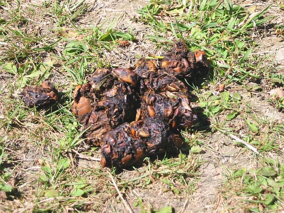 Grand Stage de Tajiquan (Tai Chi)