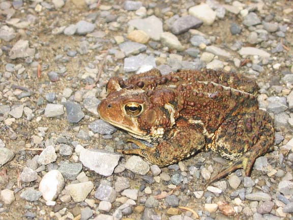 Grand Stage de Taïjiquan (Tai Chi) Grand Stage de Taïjiquan (Tai Chi)