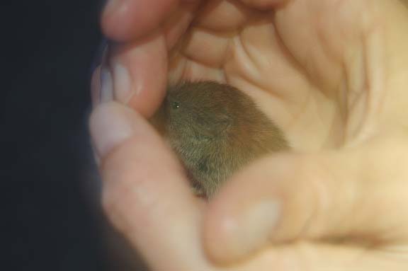 Grand Stage de Taïjiquan (Tai Chi) Grand Stage de Taïjiquan (Tai Chi)